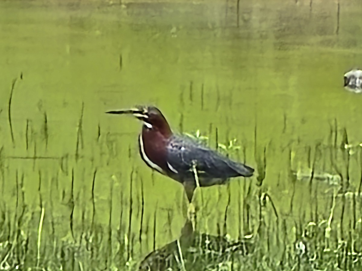 Green Heron - ML637418359