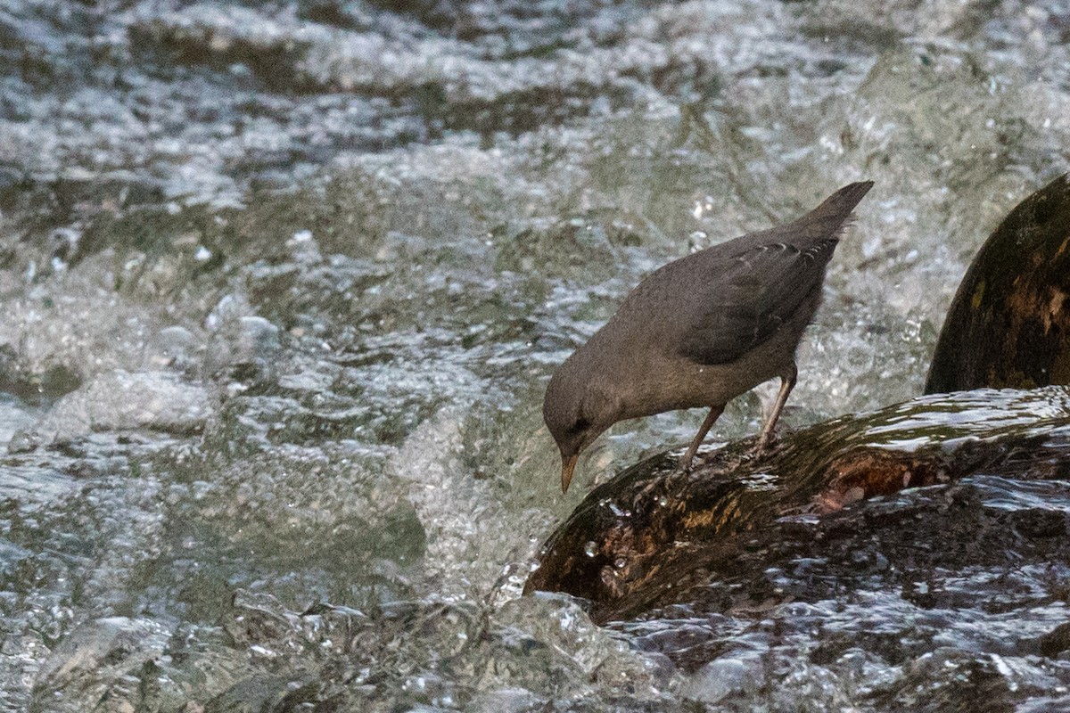American Dipper - ML637418368
