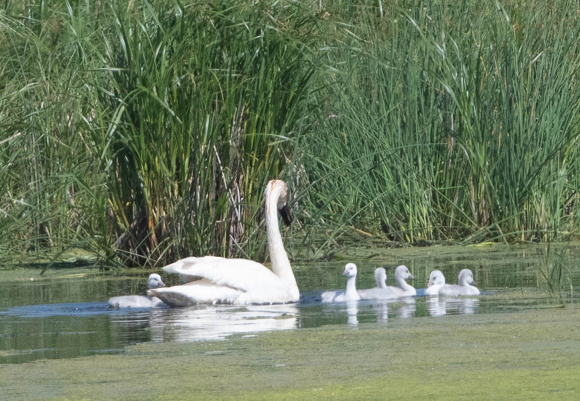 Trompeterschwan - ML637418452