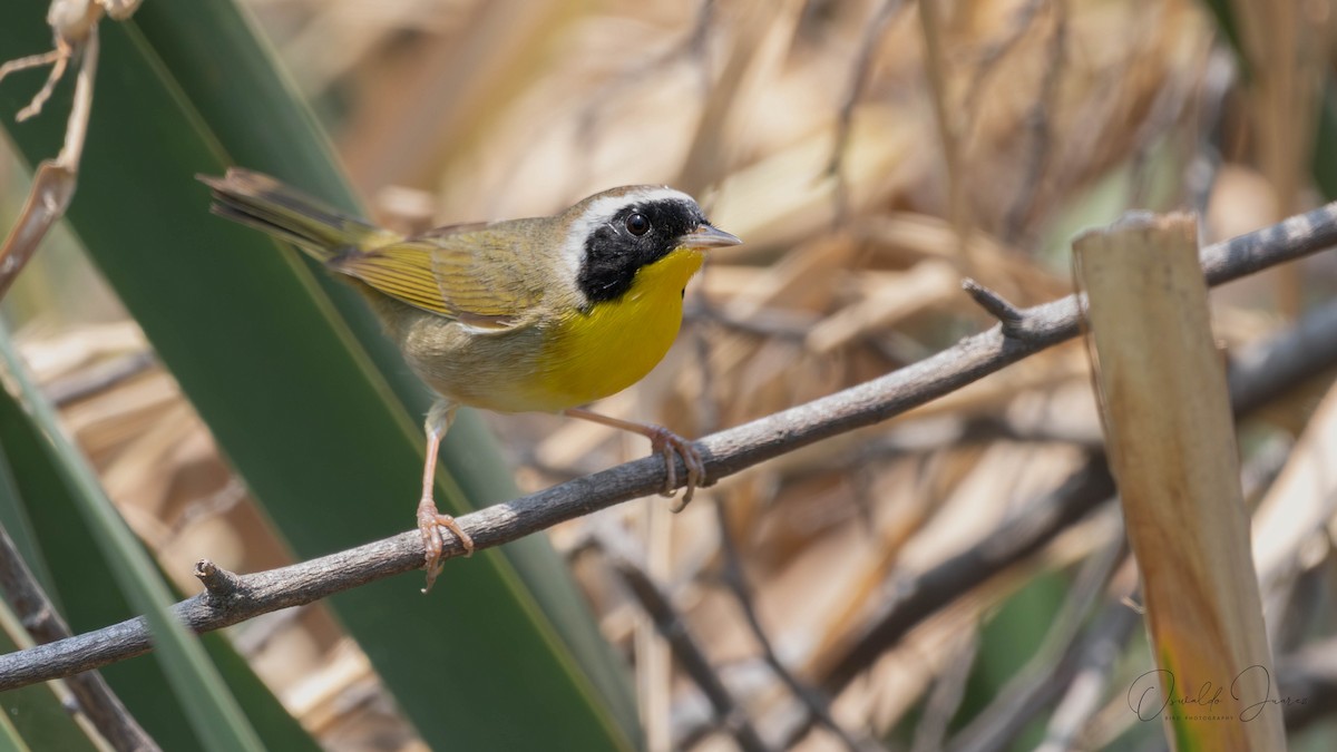 Common Yellowthroat - ML637418468