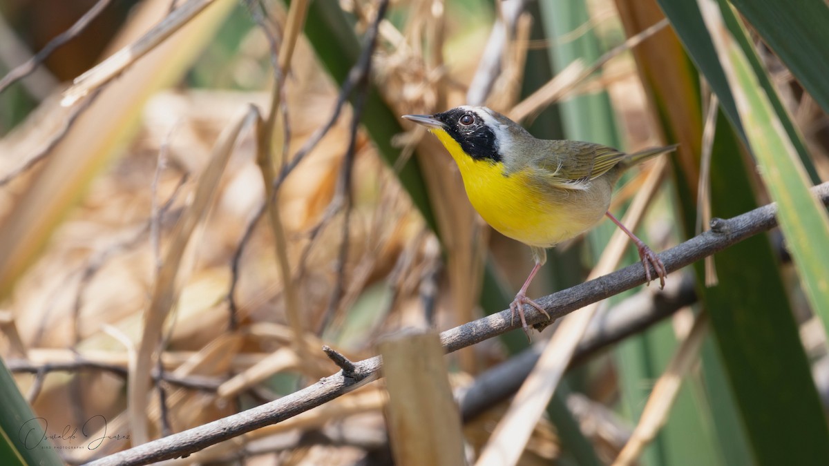 Common Yellowthroat - ML637418469