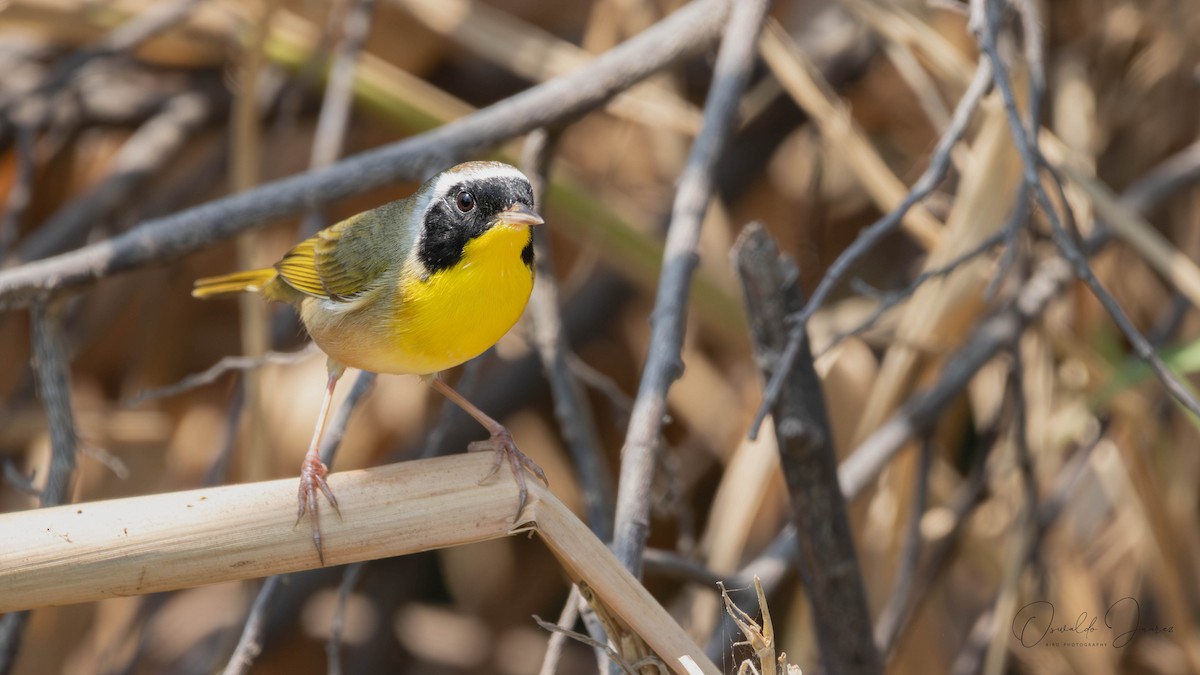 Common Yellowthroat - ML637418470