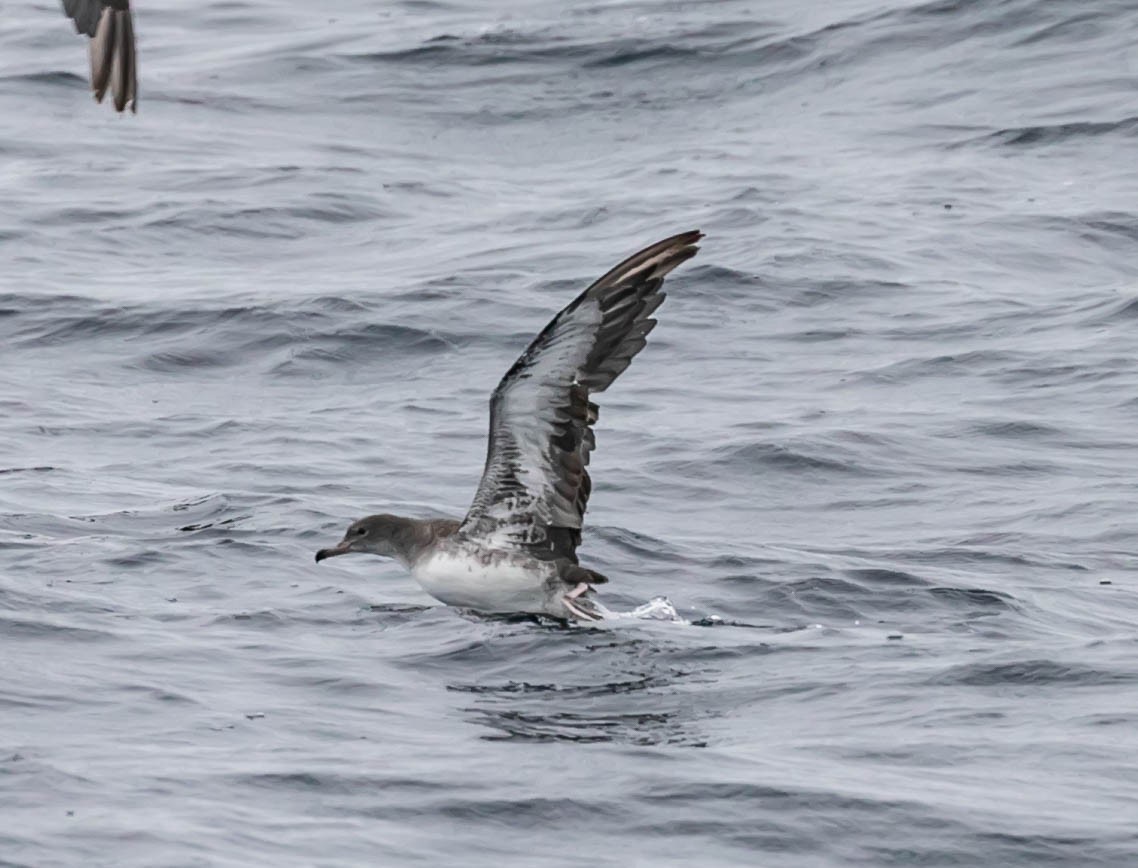 Pink-footed Shearwater - ML637418487