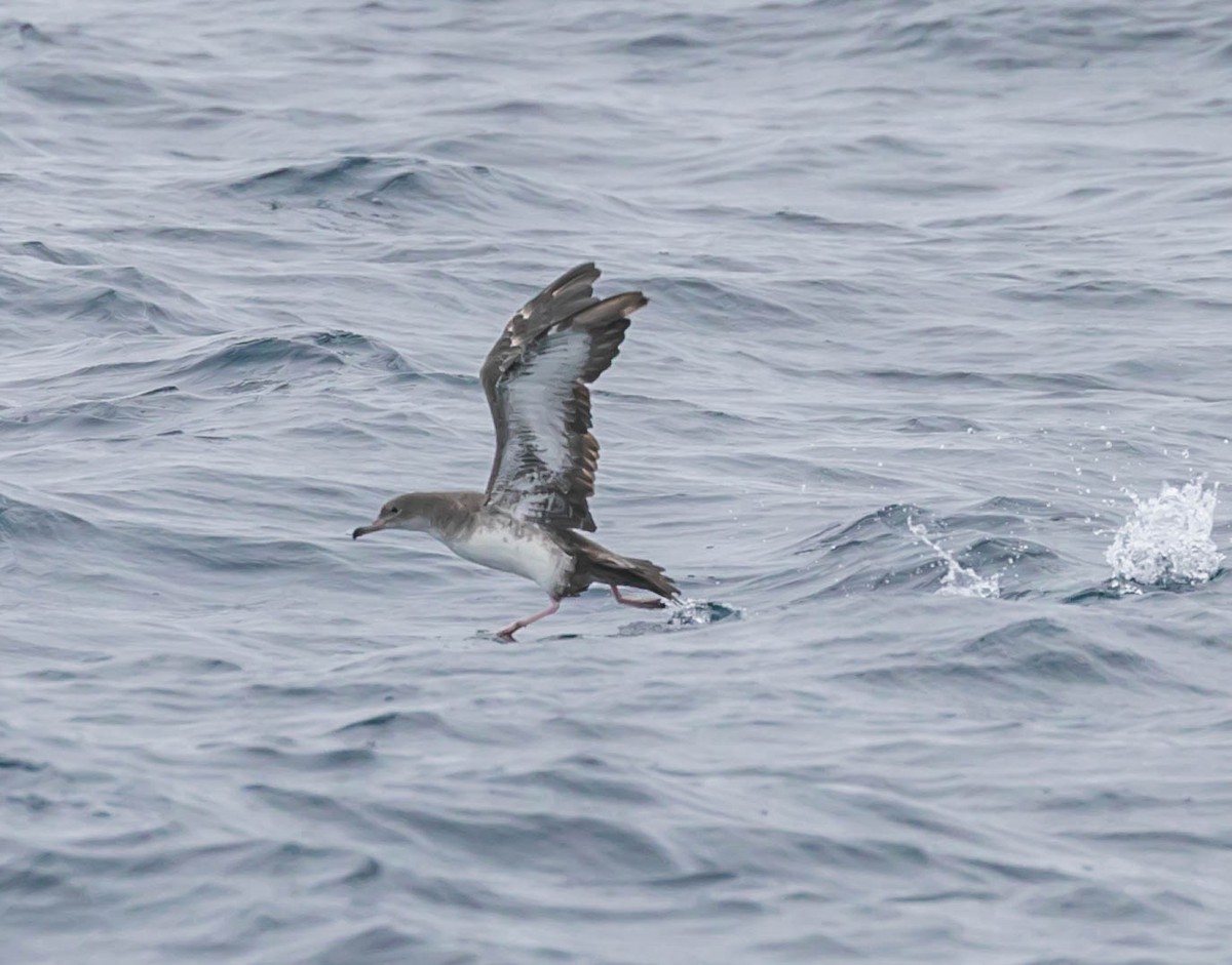 Pink-footed Shearwater - ML637418488