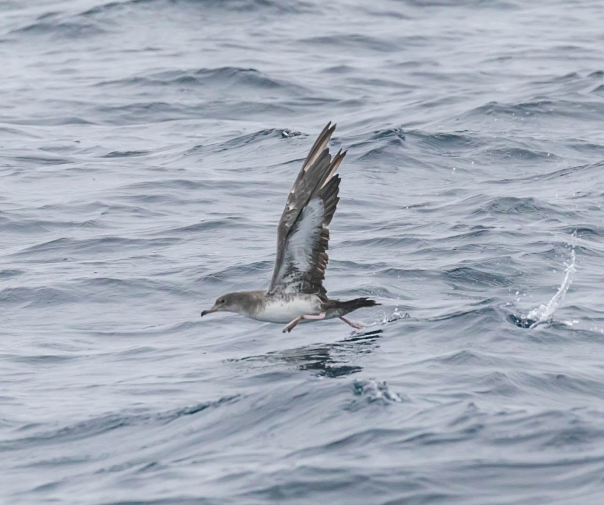 Pink-footed Shearwater - ML637418489