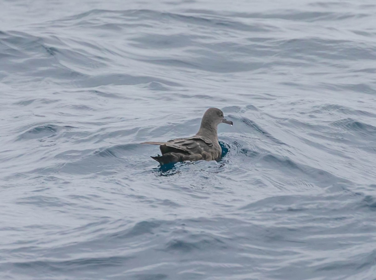 Sooty Shearwater - ML637418503