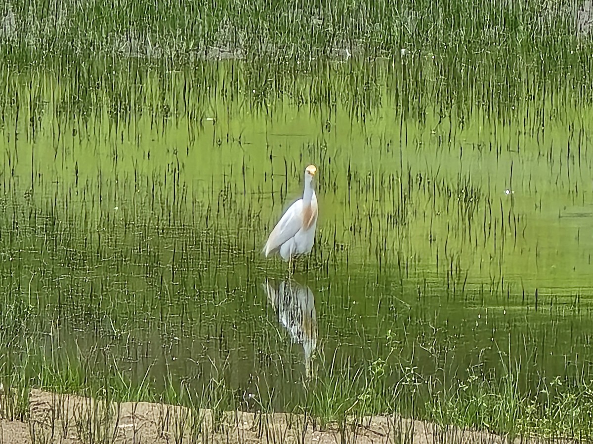 Western Cattle-Egret - ML637418530