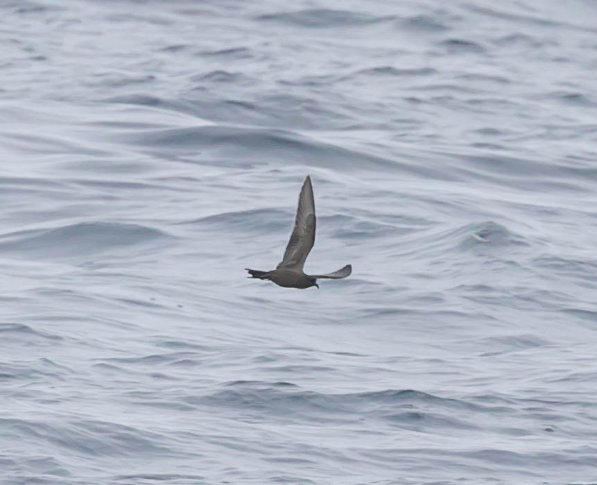 Black Storm-Petrel - ML637418562