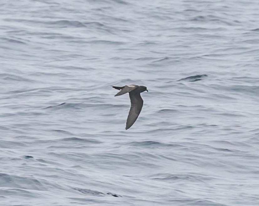 Black Storm-Petrel - ML637418563