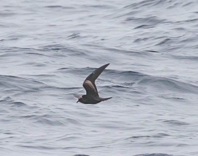Black Storm-Petrel - ML637418565