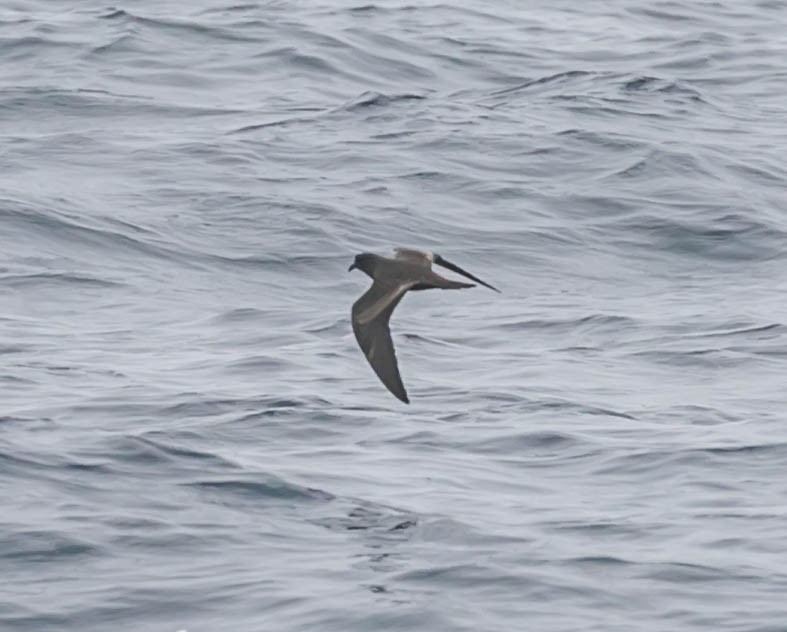 Black Storm-Petrel - ML637418566