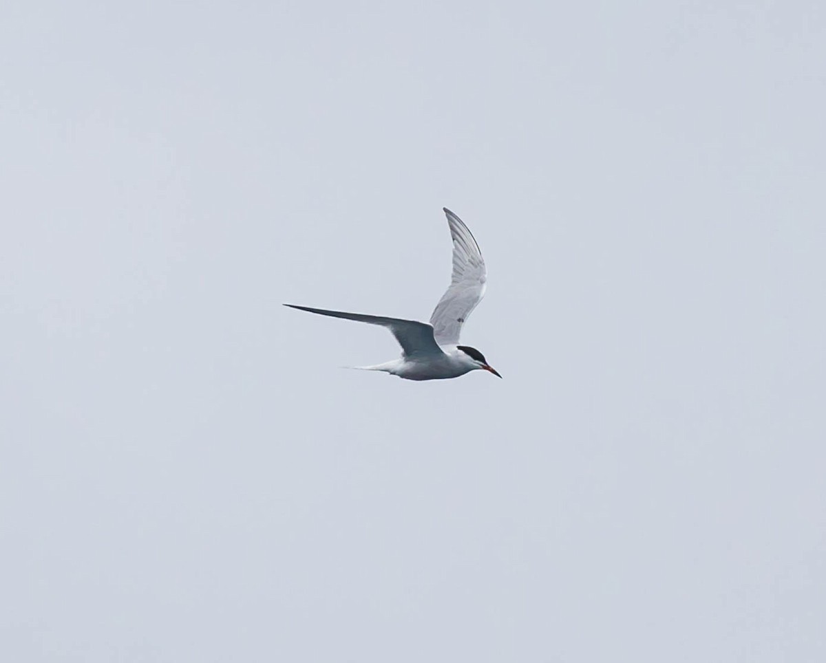 Common Tern - ML637418638