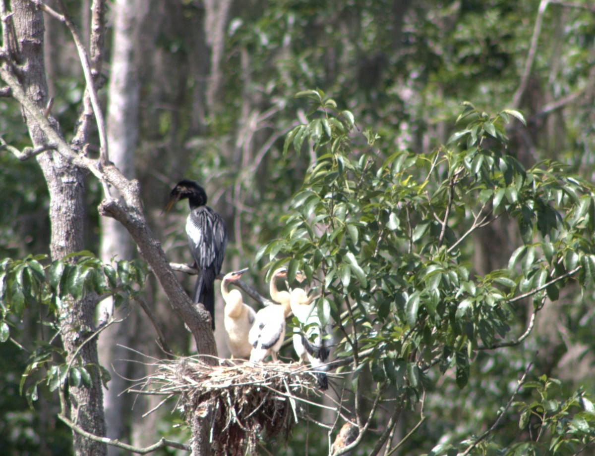 Anhinga d'Amérique - ML637418644