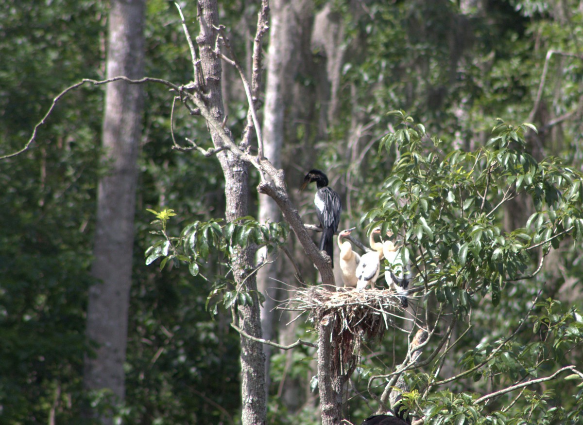 Anhinga d'Amérique - ML637418645