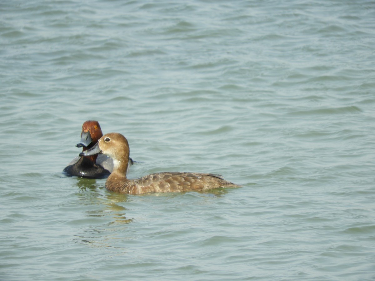 Redhead - ML637418669