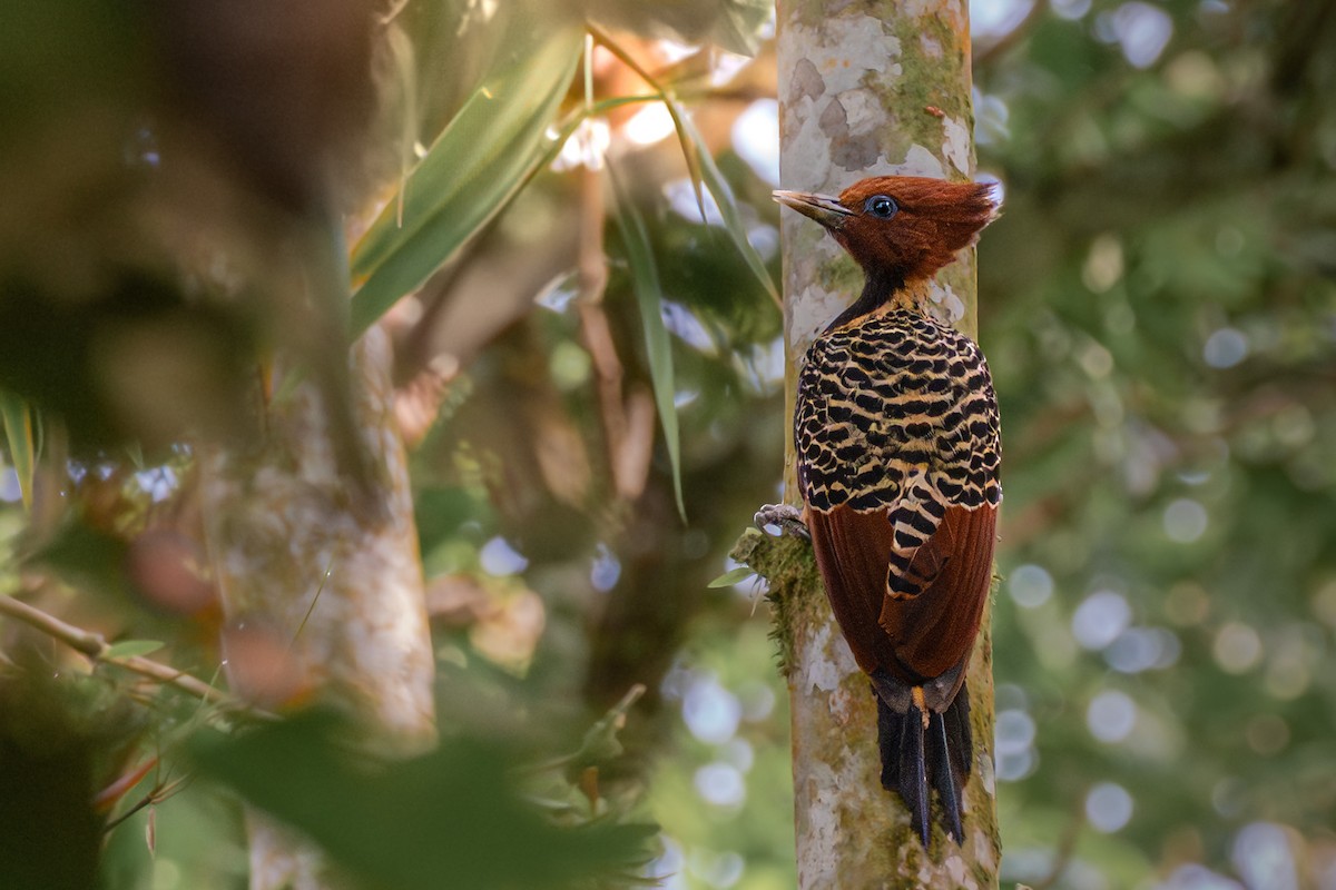 Rufous-headed Woodpecker - ML637418734