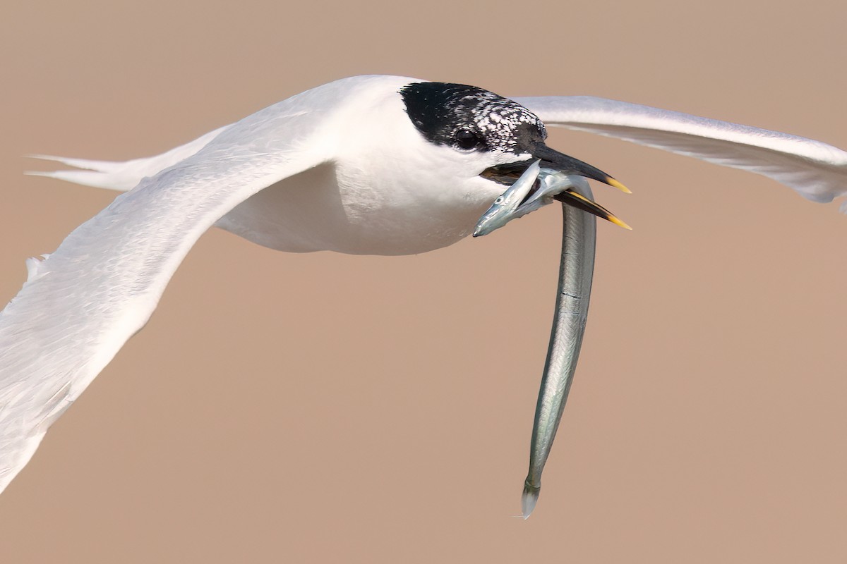 Sandwich Tern (Eurasian) - ML637418844