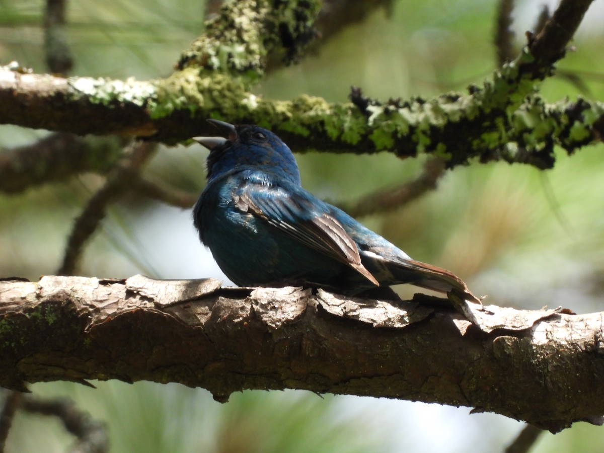 Indigo Bunting - ML637418885