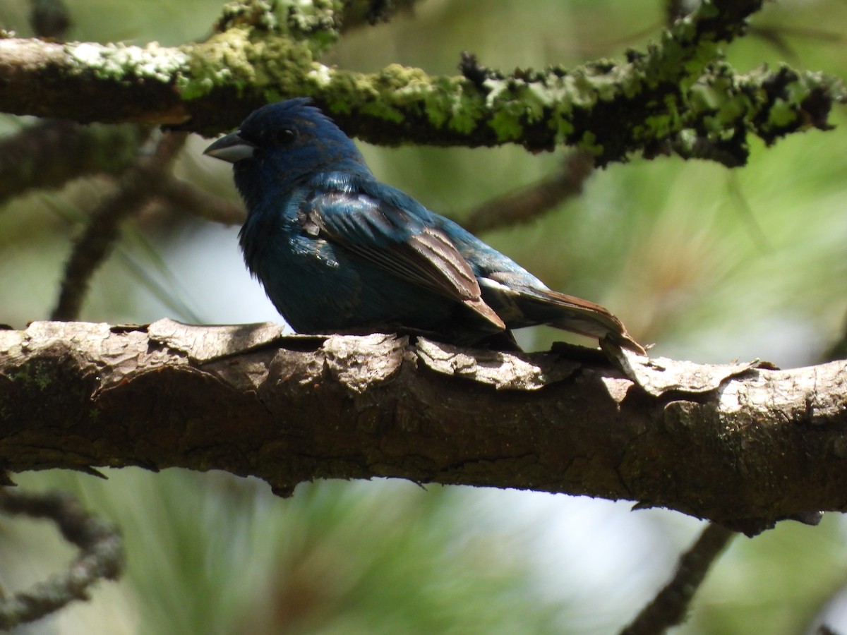 Indigo Bunting - ML637418909