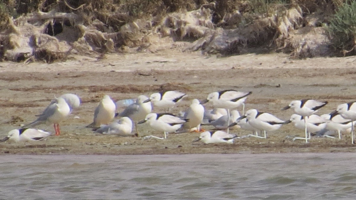 Crab-Plover - ML637418939