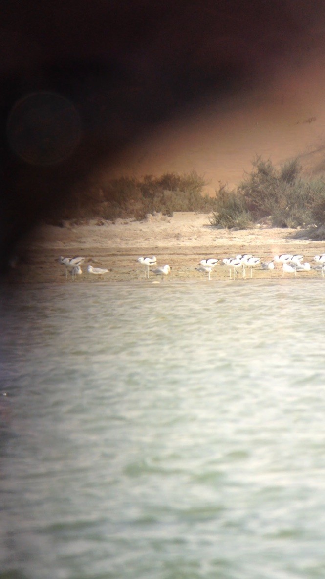 Crab-Plover - ML637418958