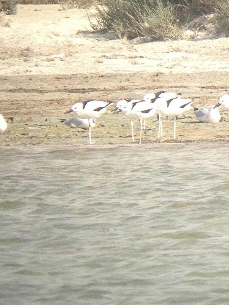 Crab-Plover - ML637418965