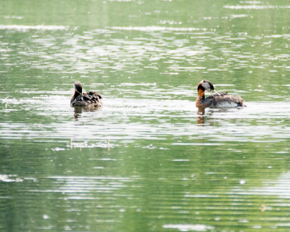 Svasso collorosso - ML637419051