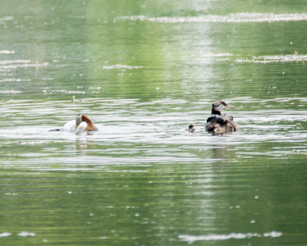 Svasso collorosso - ML637419052