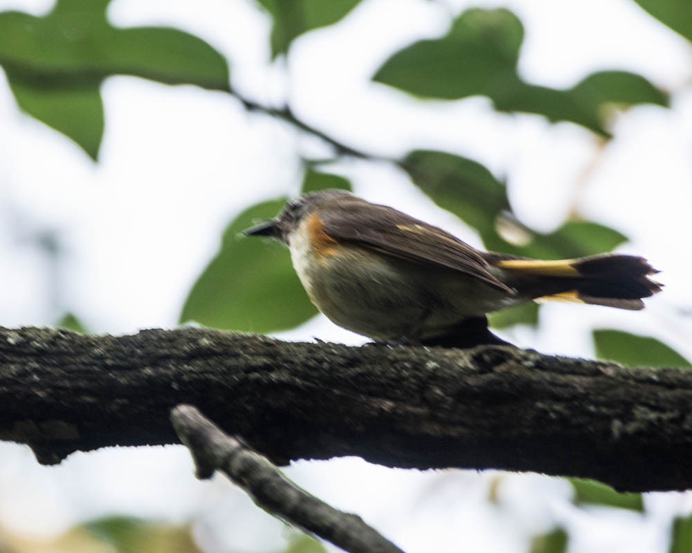 American Redstart - ML637419074