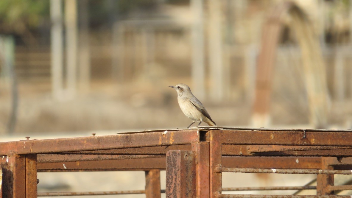 Persian Wheatear - ML637419089