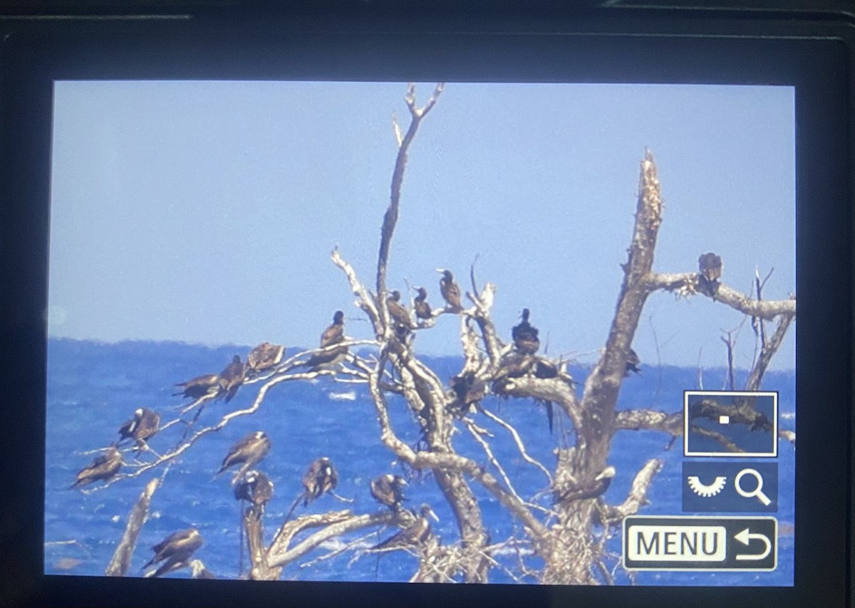 Brown Booby (Atlantic) - ML637419114