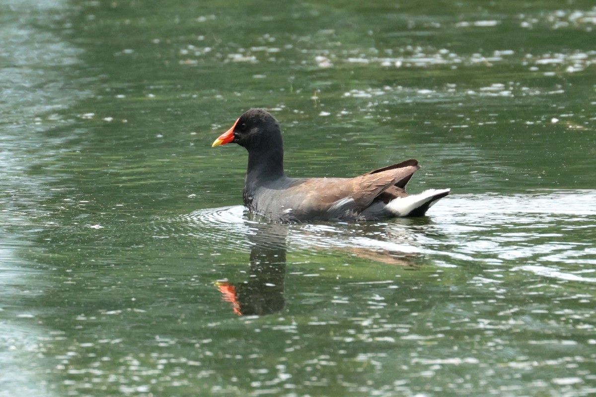 Common Gallinule - ML637419244