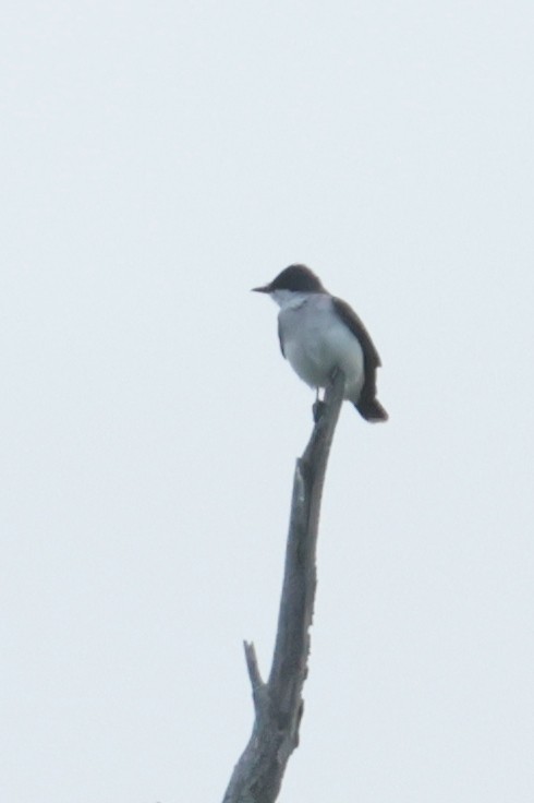 Eastern Kingbird - ML637419252