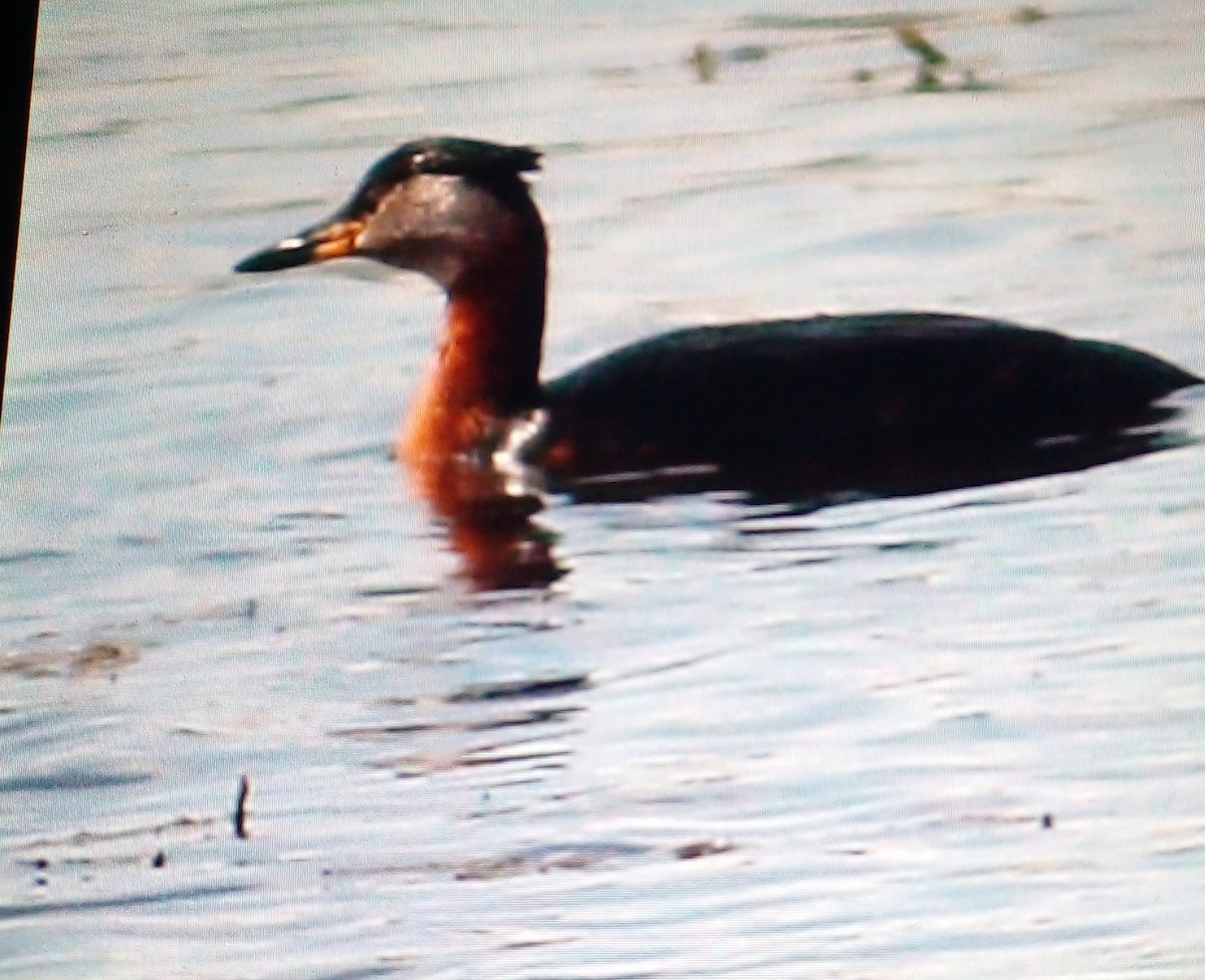 Red-necked Grebe - ML637419306