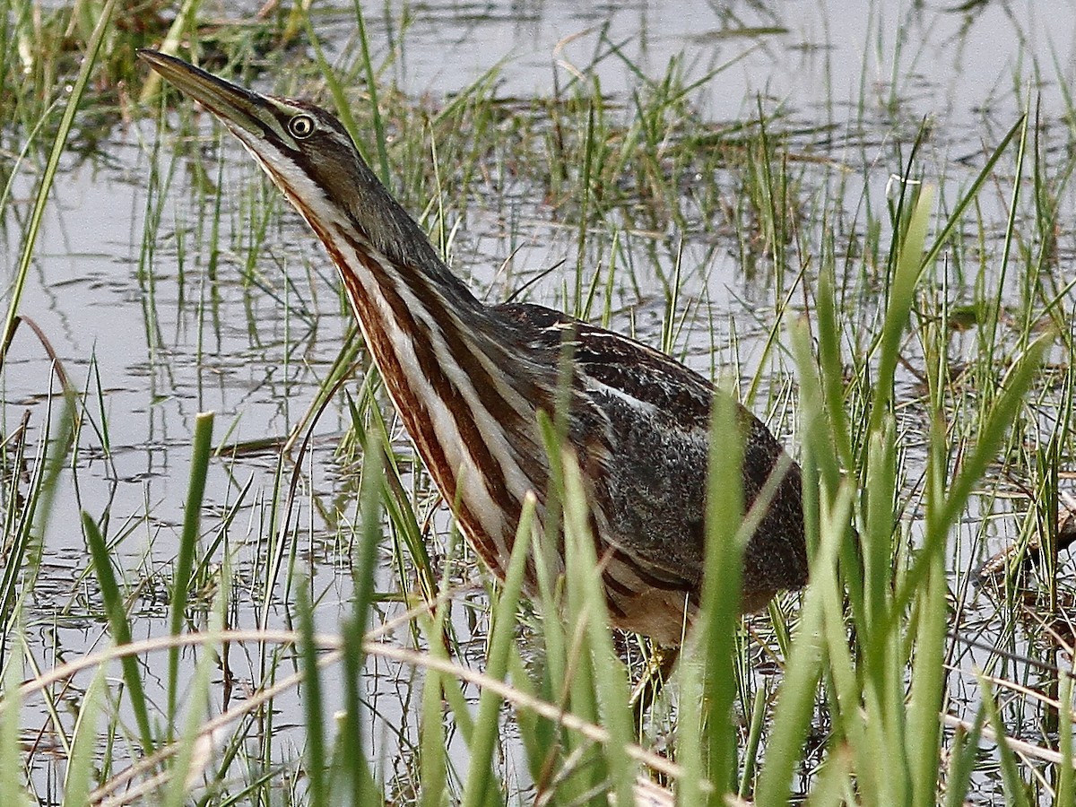 American Bittern - ML637419325