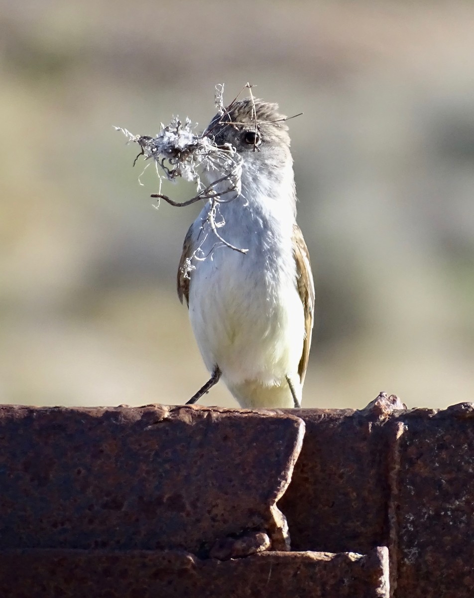 Ash-throated Flycatcher - ML637419419