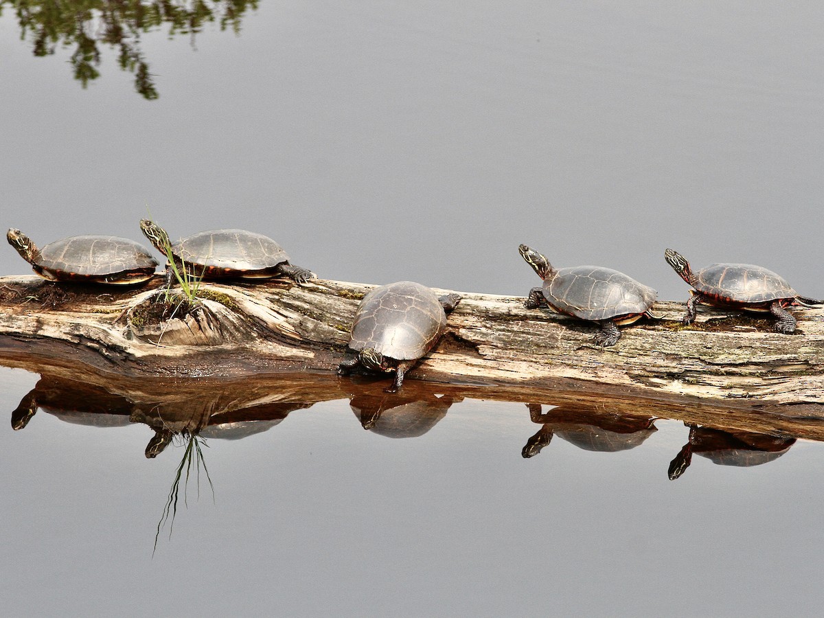 Midland Painted Turtle - ML637419424