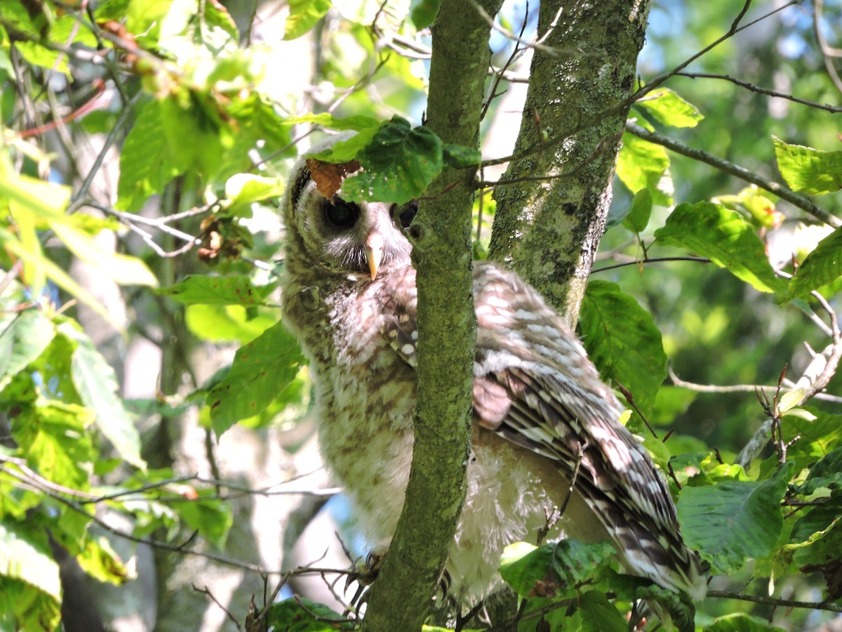Barred Owl - ML637419463