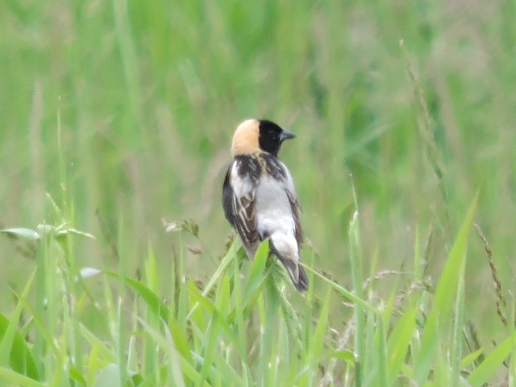 Bobolink - ML637419515