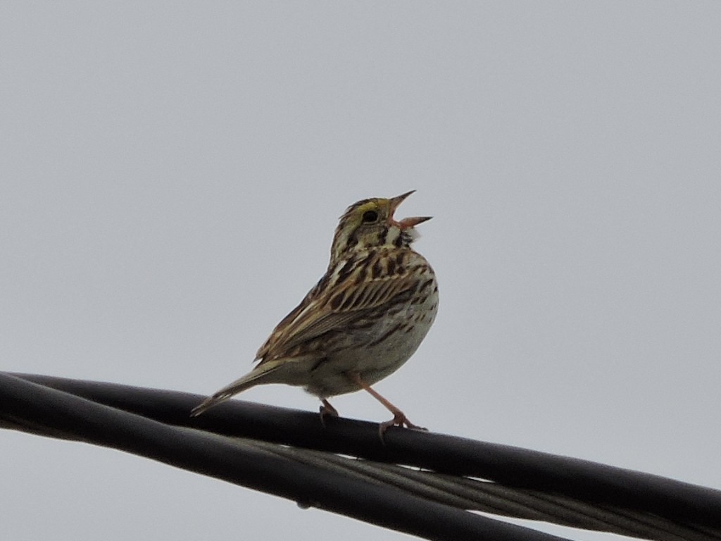 稀樹草鵐 - ML637419522