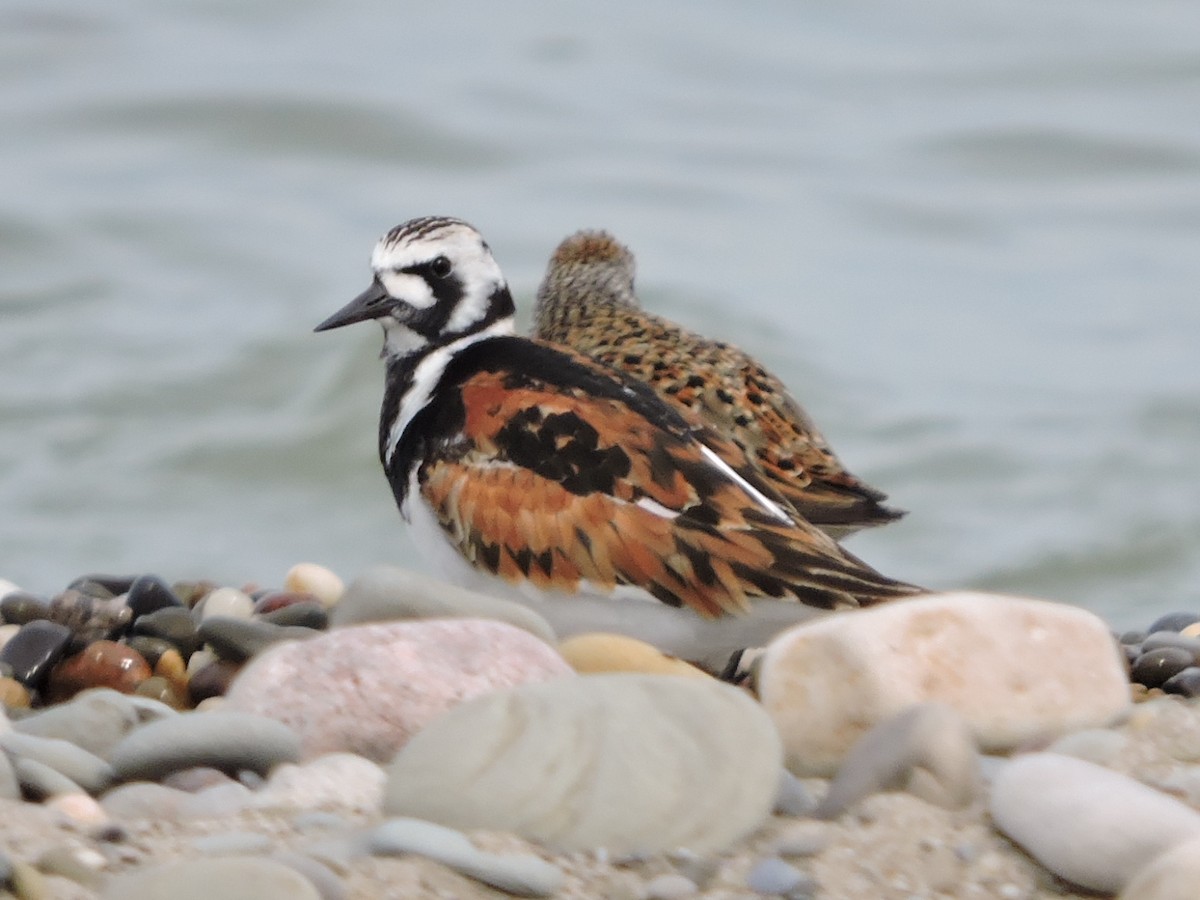 翻石鷸 - ML637419569