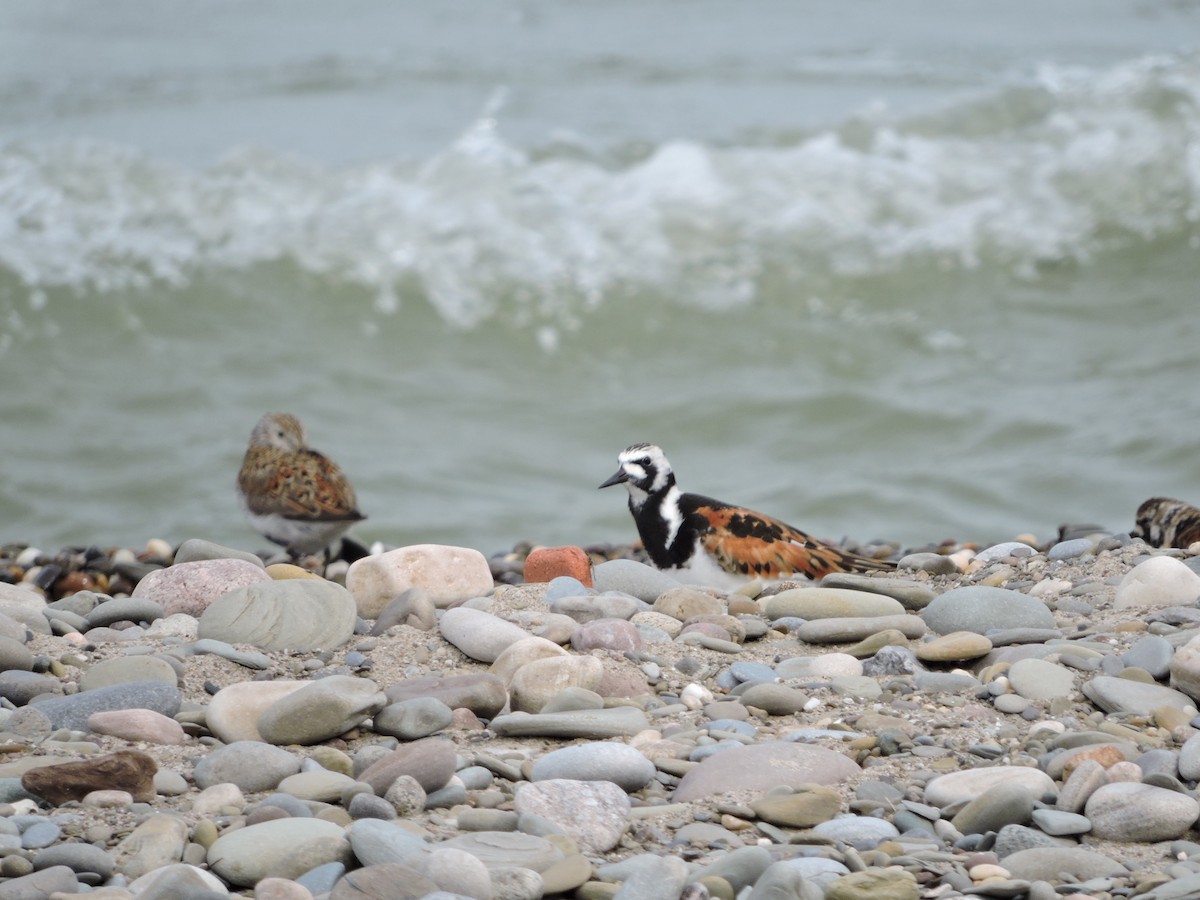 黑腹濱鷸 - ML637419577