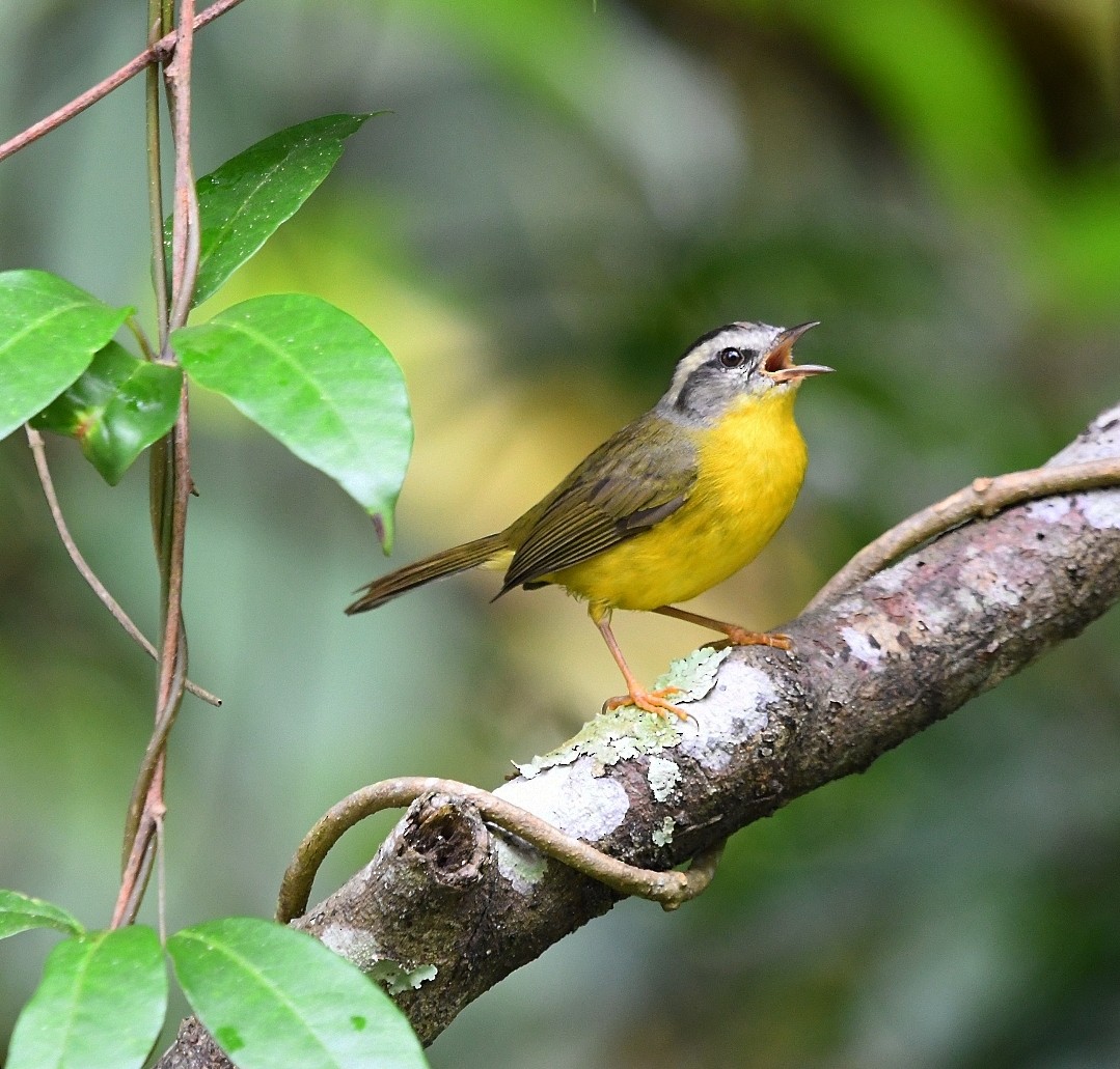 Golden-crowned Warbler - ML637419634