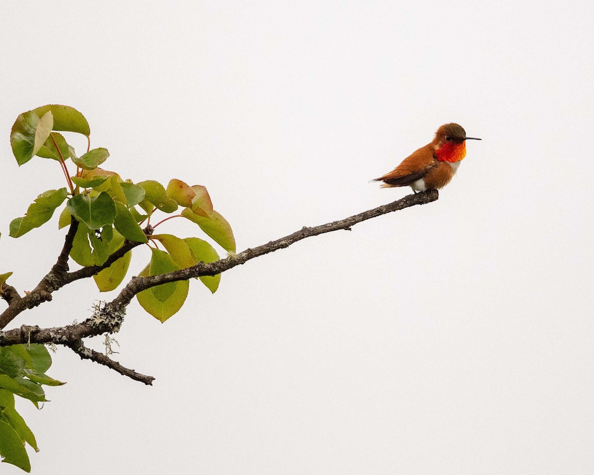 Rufous Hummingbird - ML637419682