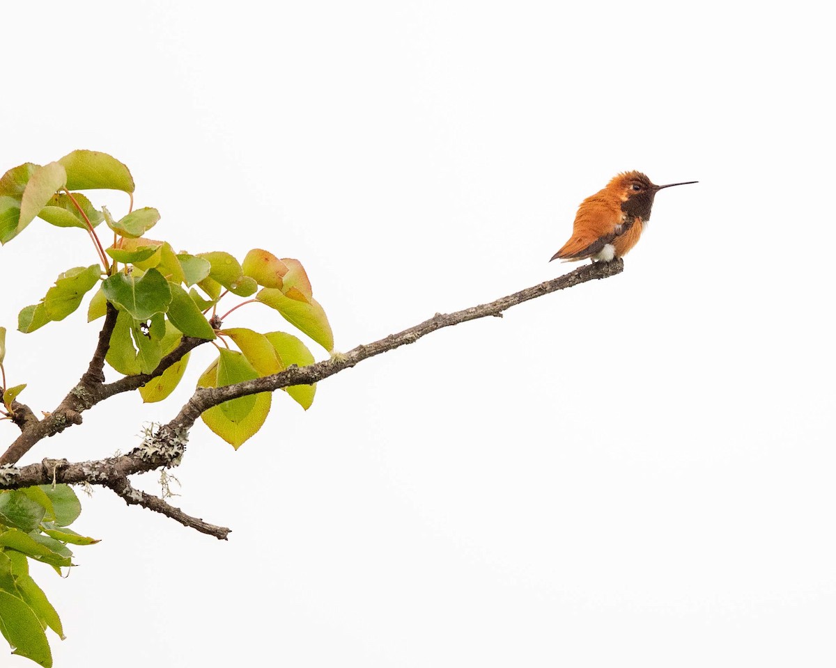 Rufous Hummingbird - ML637419683