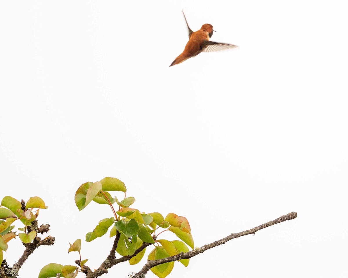 Rufous Hummingbird - ML637419684