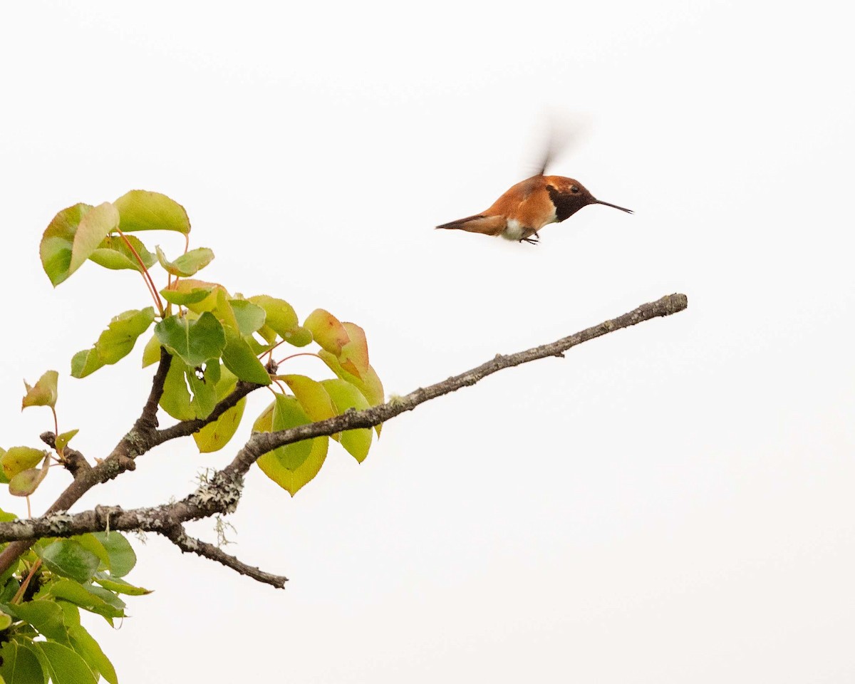 Rufous Hummingbird - ML637419685