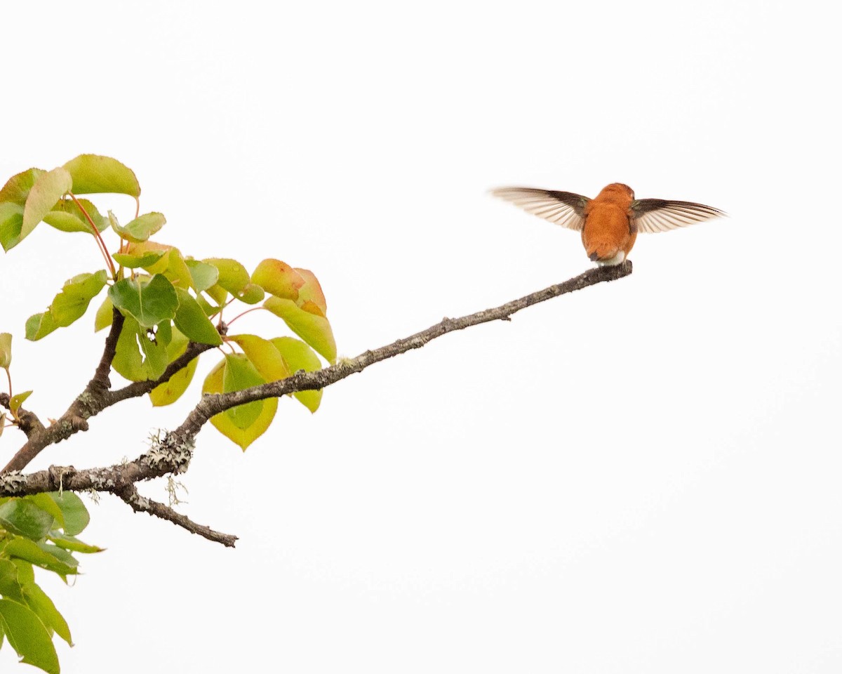 Rufous Hummingbird - ML637419686