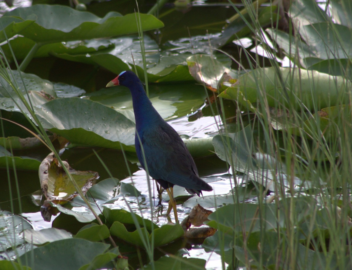 Purple Gallinule - ML637419749
