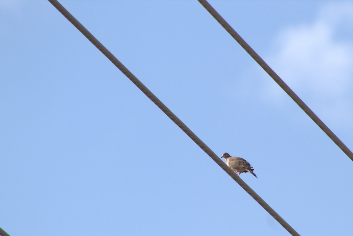 Mourning Dove - ML637419762